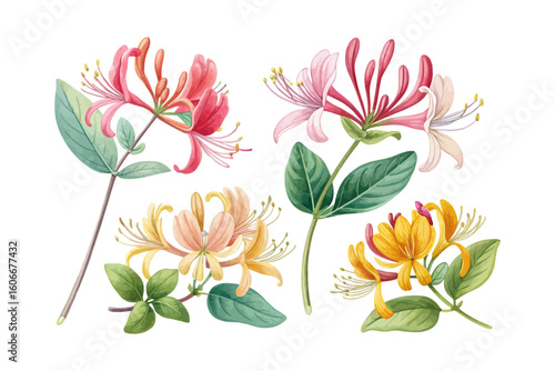 set of watercolor honeysuckle vector illustration isolated on white background