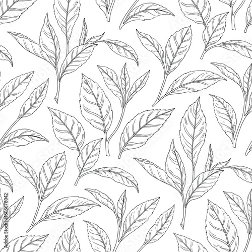 Tea Leaves Seamless Pattern, Black Outline Illustration, Botanical Texture on White Background Vector Illustration