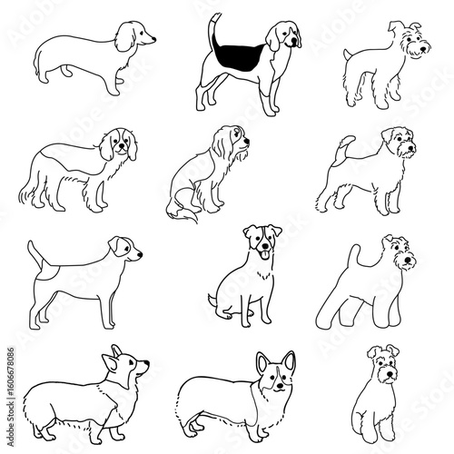 Medium Dog Breeds Vector Set – 12 Hand Drawn Pet Illustrations
