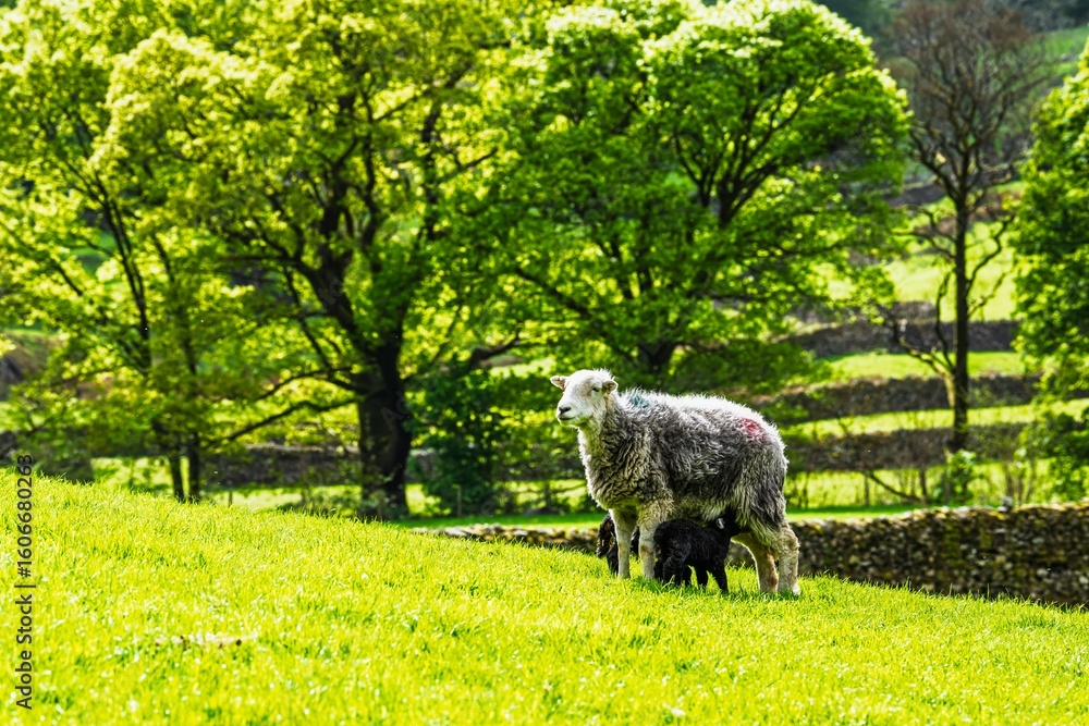 Obraz premium Sheep, Lake District National Park, Cumbria, England