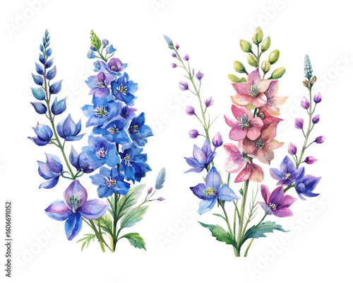 watercolor Delphinium Branch vector illustration isolated on white background