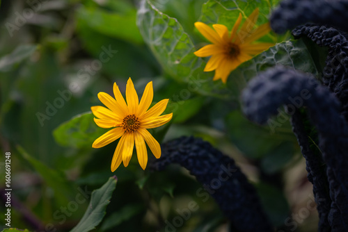 Fotografie Photo de deux fleurs jaunes type marguerites dans un jardin a Tampere