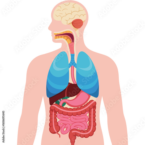 Diagram of the human respiratory and digestive systems