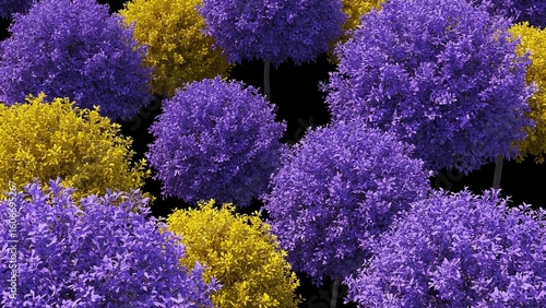 blue and yellow flowers