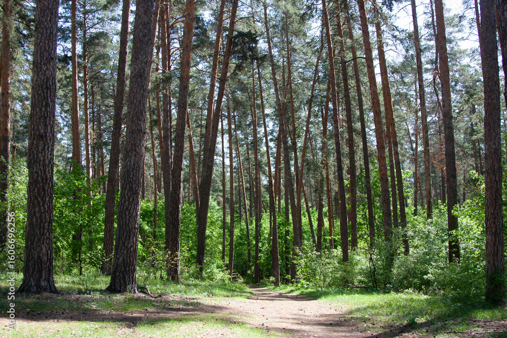 Obraz premium Forest landscape. Deep tall pine forest. A peaceful trail winds through tall trees, lush grass. The road is between tall evergreen pines and lush green bushes. A place to relax, walk and reflect.