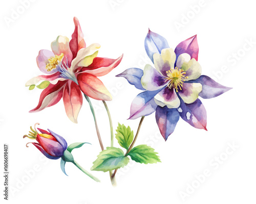 watercolor Columbine Branch vector illustration isolated on white background