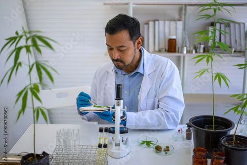 Scientist research cannabis at laboratory room.