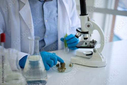 Scientist research cannabis at laboratory room.