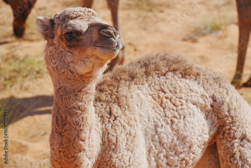 Young baby in camel in Wahiba Sands Desert, Oman