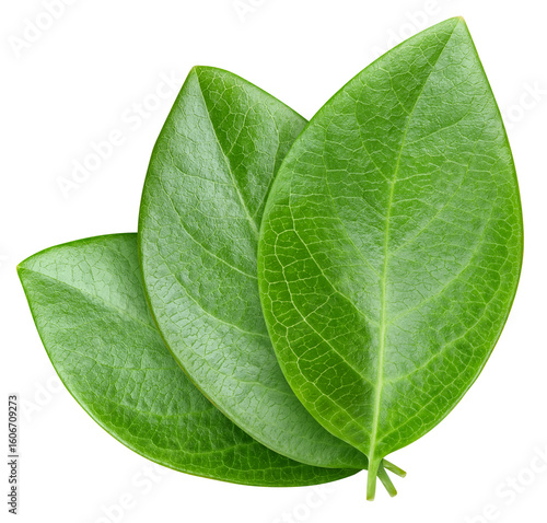 Nut leaf isolated on white background