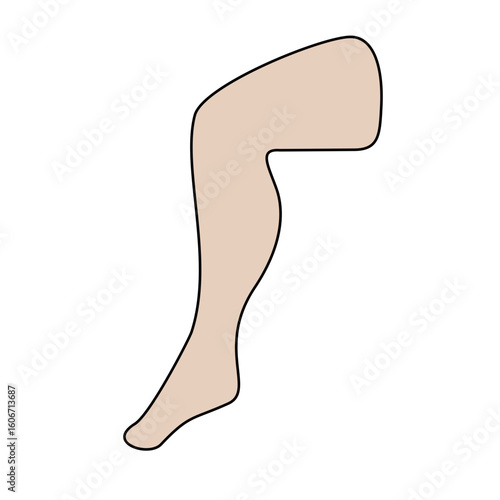 Leg Limb