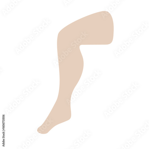 Leg Limb