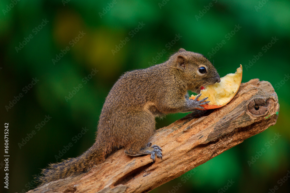 Squirrel Mammal (Callosciurus Notatus) sitting in the branch tree, animal closeup Squirrel Mammal (Callosciurus Notatus) sitting in the branch tree, animal closeup