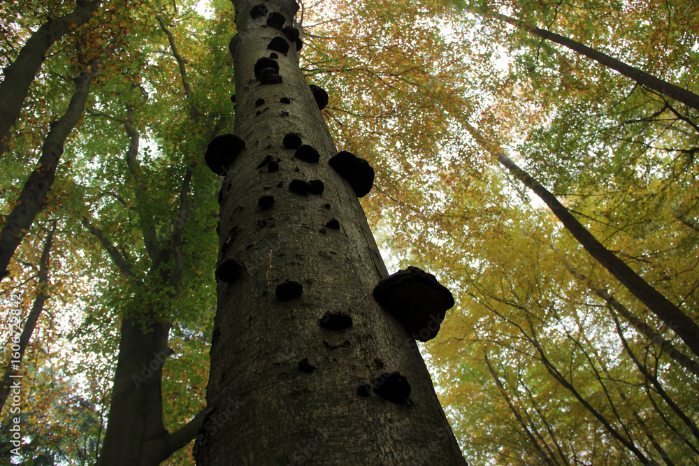 Fototapeta premium Tree trunk with dark bracket fungi in autumn forest, upward view with colorful foliage and natural textures