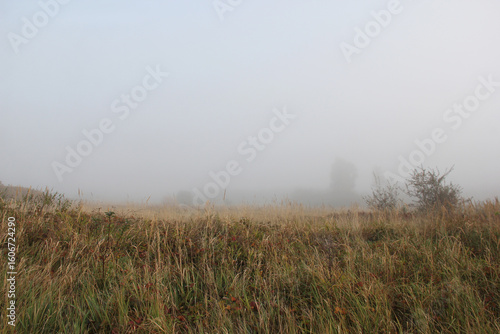 Foggy meadow landscape with dry autumn grass and blurry trees in distance under soft overcast morning light