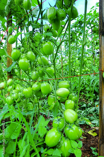 Pruning Tomato Plants with Green Unripe Fruits in Organic Farm