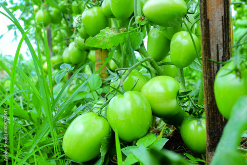 Pruning Tomato Plants with Green Unripe Fruits in Organic Farm