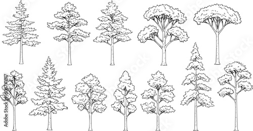 Set of coniferous and deciduous trees for architecture and landscape design, line drawing, contour. Vector illustration
