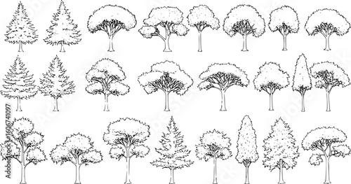 Set of coniferous and deciduous trees for architecture and landscape design, line drawing, contour. Vector illustration
