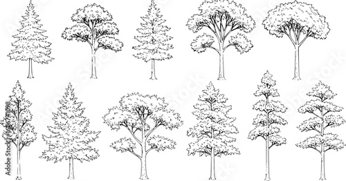 Set of coniferous and deciduous trees for architecture and landscape design, line drawing, contour. Vector illustration

