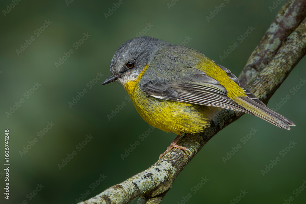 Fototapeta premium Eastern Yellow Robin