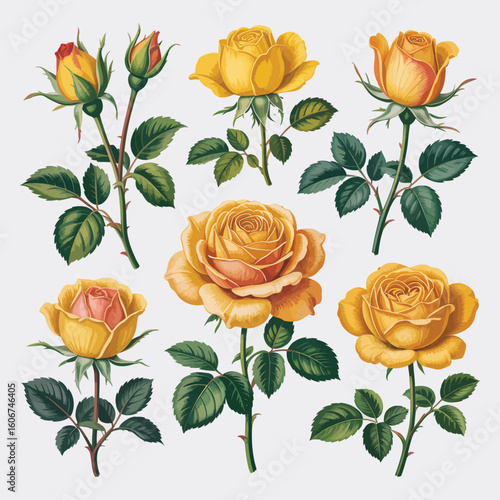 Collection of vintage yellow roses with green leaves on a white background