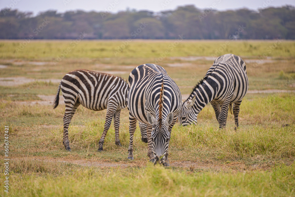 Obraz premium Zebras & Wildebeest: migration's savanna spectacle