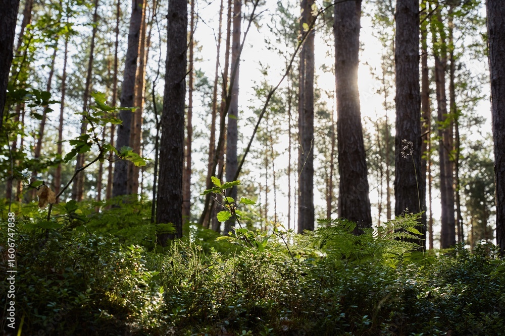 Fototapeta premium Serene forest scene with sunlight dappling through tall pine trees and illuminating the rich green undergrowth and foliage on the forest floor.