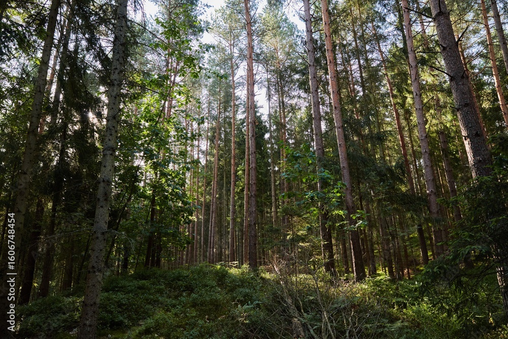 Fototapeta premium Sunlight filtering through a dense evergreen forest with tall pine and spruce trees and lush undergrowth, creating a serene and natural woodland scene.