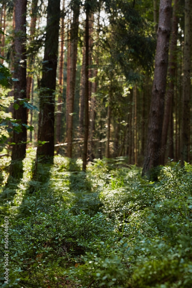 Obraz premium Dappled sunlight illuminates the vibrant green undergrowth and tall trees of a serene forest, capturing the peaceful essence of nature.