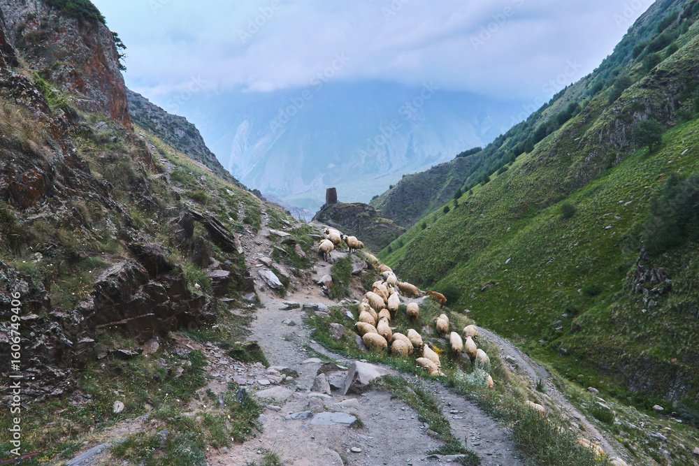 Obraz premium Sheep herd walking on mountain trail