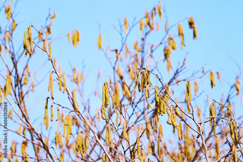 Fototapeta premium Wind-pollinated tree catkins causing seasonal allergies