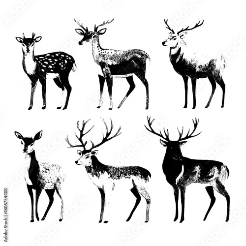 Deers that are isolated include Sika Deers, Reindeers, and Stags, a distinct set