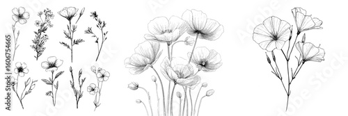 The collection known as Sketch Floral Botany includes hand drawn modern illustrations of evening primrose flowers, presented in black and white line art on a white background
