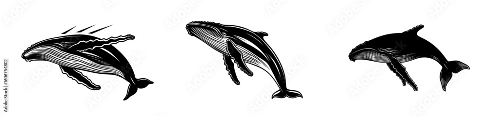 Obraz premium A beautiful modern sketch illustration features a humpback whale jumping in the ocean