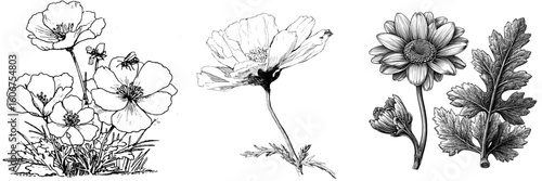 An illustration of a Cosmos, Poppy, and California poppy flower and leaf is depicted in line art on a white background