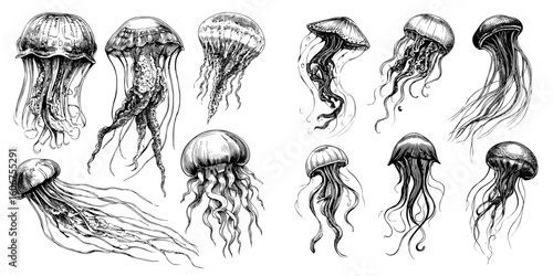 Decorated jellyfish depicted in a set of black and white sketch illustrations