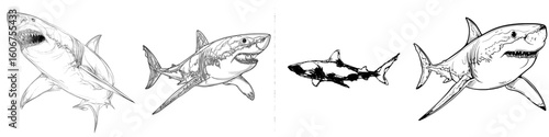 black and white linear paint draw shark illustration art’ becomes ‘shark illustration created with black and white linear paint drawing