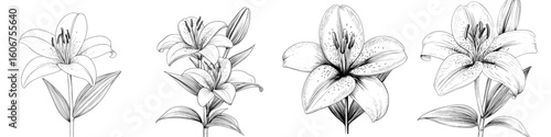 Modern illustration of blooming lilies in a floral setting, created with hand drawn techniques and realistic sketching