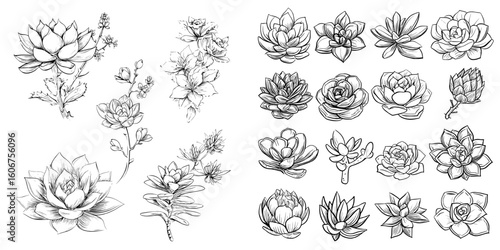 A drawing showcases a collection of succulents using black and white shapes and silhouettes