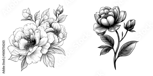A modern peony floral botanical flower is showcased through black and white engraved ink art, existing as an isolated peony illustration element