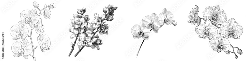 Obraz premium Orchids are depicted in a sketch, which is a hand drawn outline converted to a modern style and is isolated