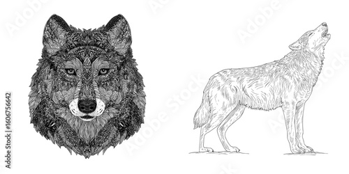 A hand drawn wolf is depicted in a modern illustration isolated on white