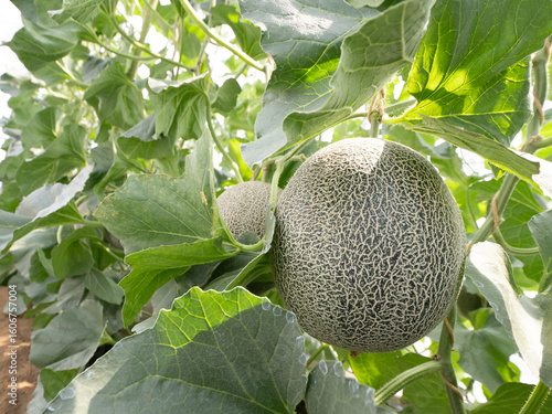 メロンのハウス栽培　タカミメロン