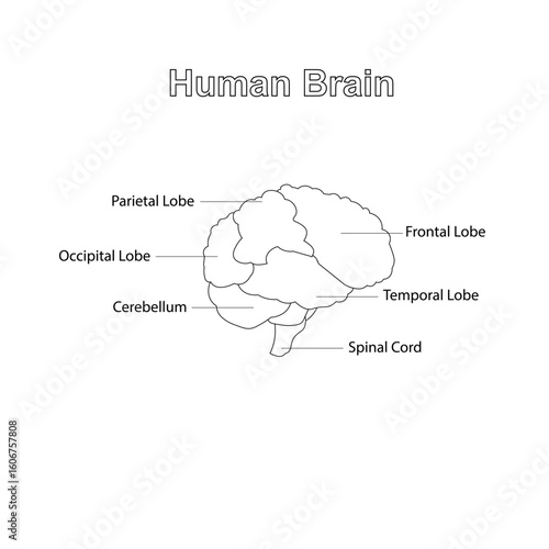 Human brain scheme: parietal lobe, occipital lobe, cerebellum, frontal lobe, temporal lobe, spinal cord. Illustration for biology or medical classes monochrome banner