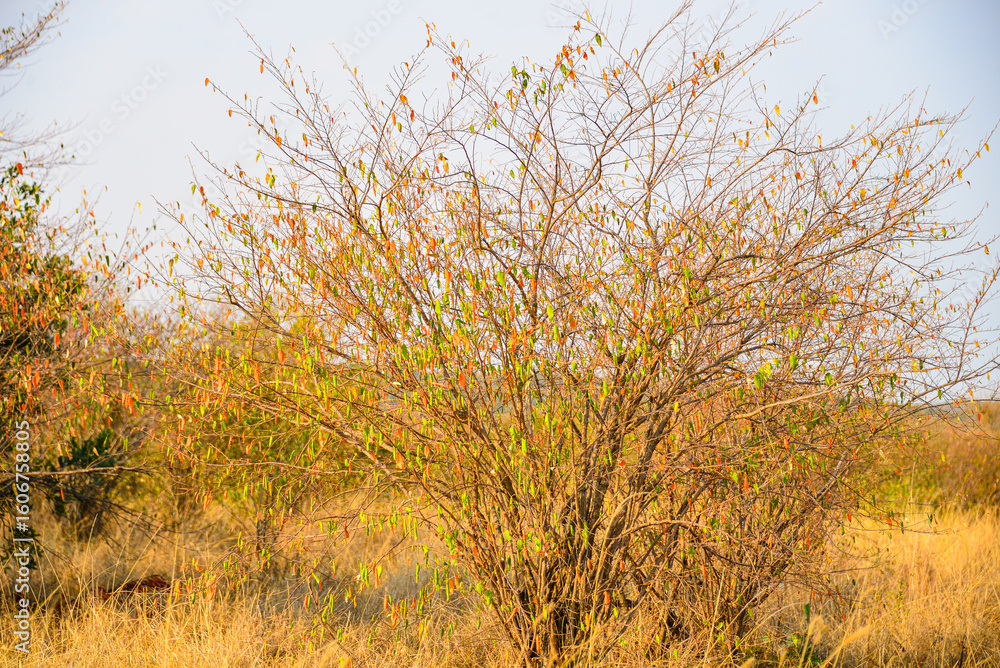 Fototapeta premium Ngorongoro lions: Crater's regal residents