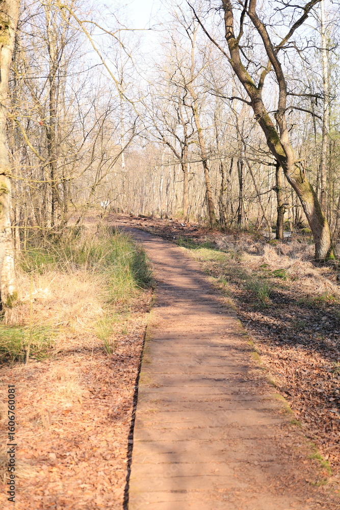 Obraz premium Frühling im Venner Moor bei Senden im Münsterland 