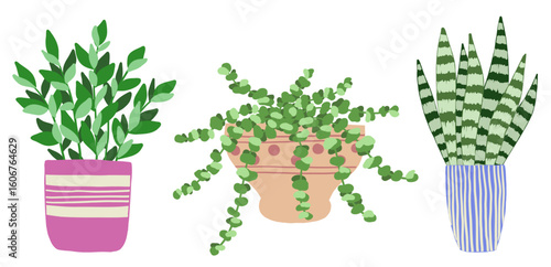 Set of indoor plants in pots on a white background. Vector illustration.