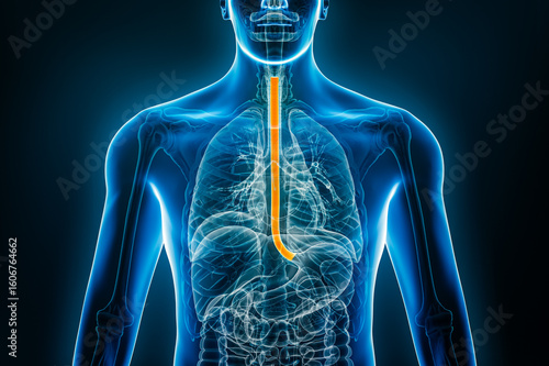X-ray anterior or front view of the esophagus 3D rendering illustration with male body contours. Human anatomy, organ of the digestive system, medical, biology, science, healthcare concepts.