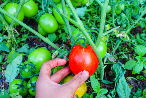 Ripening stages of tomatoes on the vine in an organic garden, from green to red fruit
